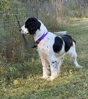 Stevie , a female English Springer Spaniel for sale in DeFuniak Springs, FL – 1 of 4