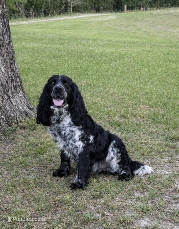 Shiloh  – English Springer Spaniel puppy for sale in DeFuniak Springs, FL