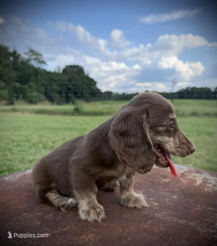 Chocolate and cream brindle  – Miniature Dachshund puppy for sale in DeFuniak Springs, FL