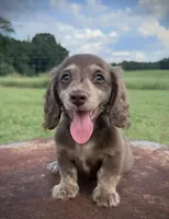 Chocolate and cream brindle , a male Miniature Dachshund for sale in DeFuniak Springs, FL – 4 of 9