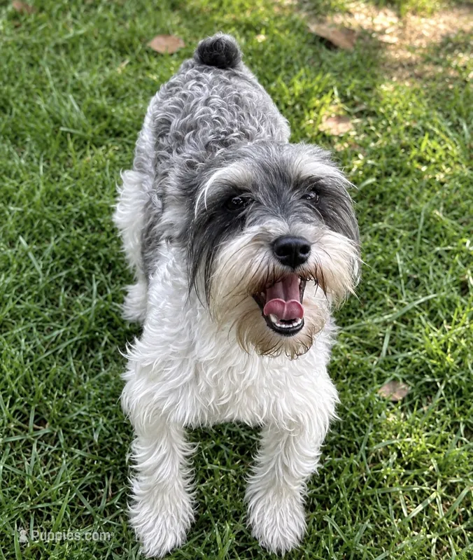 Josie  – Miniature Schnauzer puppy for sale in DeFuniak Springs, FL