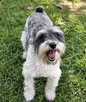 Josie , a female Miniature Schnauzer for sale in DeFuniak Springs, FL – 1 of 2