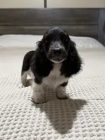 AKC Black and white piebald , a male Dachshund and Miniature Dachshund for sale in DeFuniak Springs, FL – 2 of 4