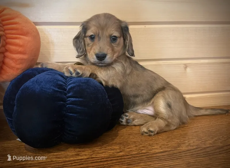 Akc shaded red dapple male  – Dachshund, Miniature Dachshund puppy for sale in Decatur, IA