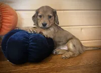 Akc shaded red dapple male , a male Dachshund and Miniature Dachshund for sale in Decatur, IA – 1 of 6