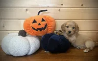 Akc ee Red boy , a male Dachshund and Miniature Dachshund for sale in Decatur, IA – 1 of 7