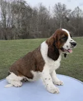 Sable boy , a male English Springer Spaniel for sale in DeFuniak Springs, FL – Photo 2 of 3