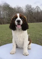 Sable boy , a male English Springer Spaniel for sale in DeFuniak Springs, FL – Photo 1 of 3
