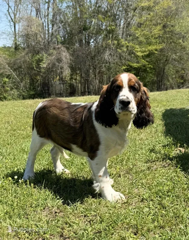 Sable boy  – English Springer Spaniel puppy for sale in DeFuniak Springs, FL