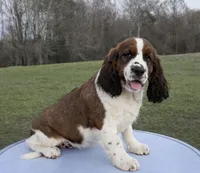 Sable boy , a male English Springer Spaniel for sale in DeFuniak Springs, FL – Photo 3 of 3