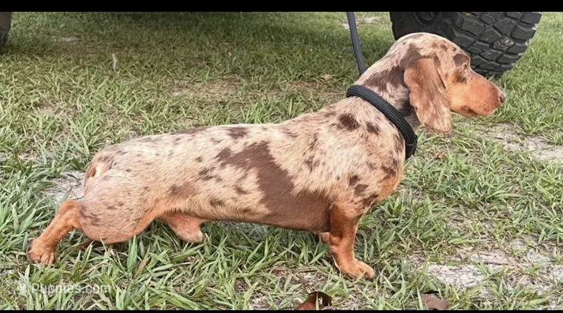AKC Reese  – Miniature Dachshund puppy for sale in Decatur, IA