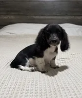 AKC Black and white piebald , a male Dachshund and Miniature Dachshund for sale in DeFuniak Springs, FL – 4 of 4