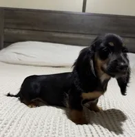 AKC Black and tan longhair , a male Dachshund and Miniature Dachshund for sale in DeFuniak Springs, FL – 3 of 5