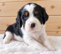 Beau, a male English Springer Spaniel for sale in Decatur, IA – 2 of 5