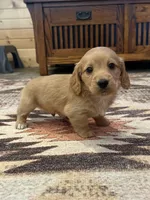 Akc ee Red boy , a male Dachshund and Miniature Dachshund for sale in Decatur, IA – 5 of 7