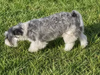 Josie , a female Miniature Schnauzer for sale in DeFuniak Springs, FL – 2 of 2