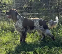 Macy, a female English Springer Spaniel for sale in Decatur, IA – 3 of 5