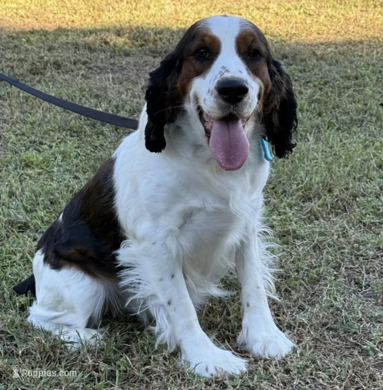 Breezy , a female English Springer Spaniel for sale in DeFuniak Springs, FL – Photo 1 of 2