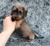 Akc wirehair, a male Miniature Dachshund for sale in DeFuniak Springs, FL – Photo 2 of 4