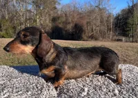 Akc wirehair, a male Miniature Dachshund for sale in DeFuniak Springs, FL – Photo 3 of 4