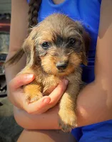 Akc wirehair, a male Miniature Dachshund for sale in DeFuniak Springs, FL – Photo 1 of 4
