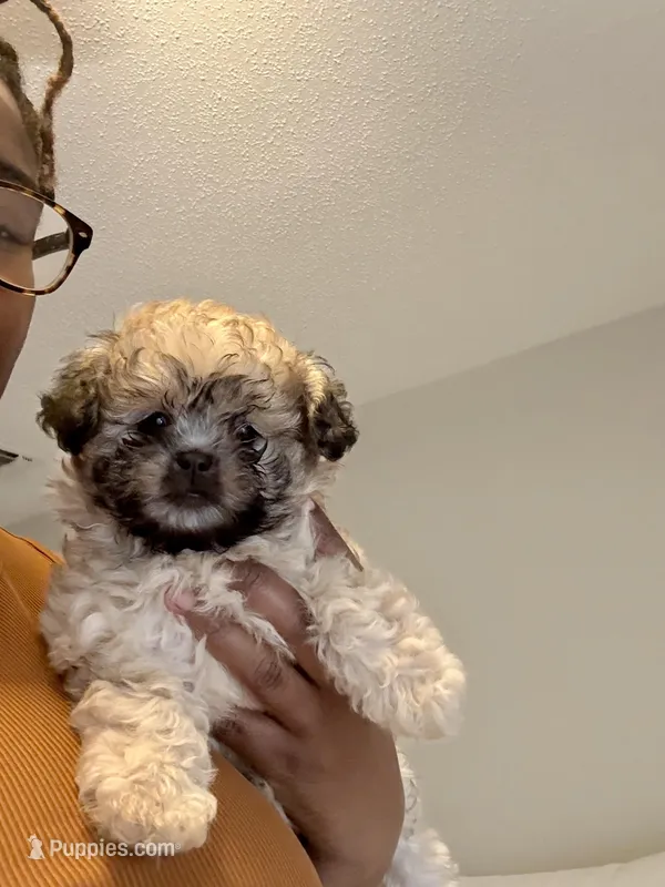 Mixie – Poodle - Toy  puppy for sale in Fort Walton Beach, FL