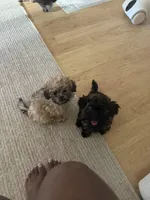 Junior, a female Poodle - Toy  for sale in Fort Walton Beach, FL – Photo 4 of 4