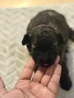 Junior, a female Poodle - Toy  for sale in Fort Walton Beach, FL – Photo 2 of 4