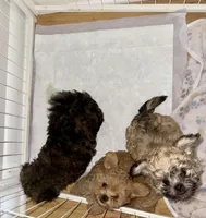 Teddy, a male Shih Tzu and Poodle - Toy  for sale in Fort Walton Beach, FL – Photo 5 of 7