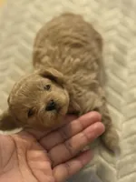 Teddy, a male Shih Tzu and Poodle - Toy  for sale in Fort Walton Beach, FL – Photo 4 of 7