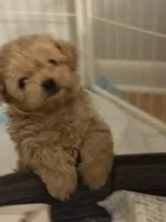 Teddy, a male Shih Tzu and Poodle - Toy  for sale in Fort Walton Beach, FL – Photo 6 of 7