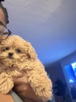 Teddy, a male Shih Tzu and Poodle - Toy  for sale in Fort Walton Beach, FL – Photo 3 of 7