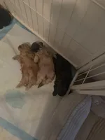 Teddy, a male Shih Tzu and Poodle - Toy  for sale in Fort Walton Beach, FL – Photo 7 of 7