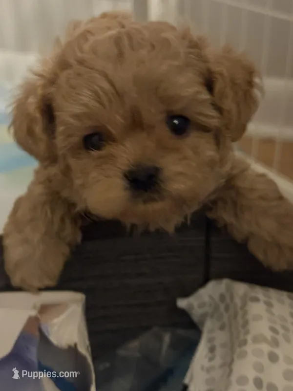 Teddy – Shih Tzu, Poodle - Toy  puppy on hold in Fort Walton Beach, FL