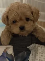 Teddy, a male Shih Tzu and Poodle - Toy  for sale in Fort Walton Beach, FL – Photo 1 of 7