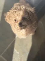 Teddy, a male Shih Tzu and Poodle - Toy  for sale in Fort Walton Beach, FL – Photo 2 of 7