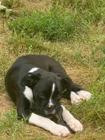Henry, a male Boxer for sale in Crane, MO – 3 of 3
