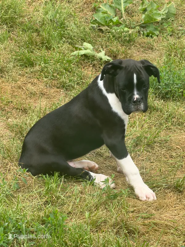 Henry – Boxer puppy for sale in Crane, MO