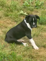 Henry, a male Boxer for sale in Crane, MO – 1 of 3