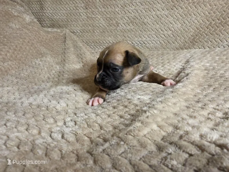 Otto – Boxer puppy on hold in Crane, MO