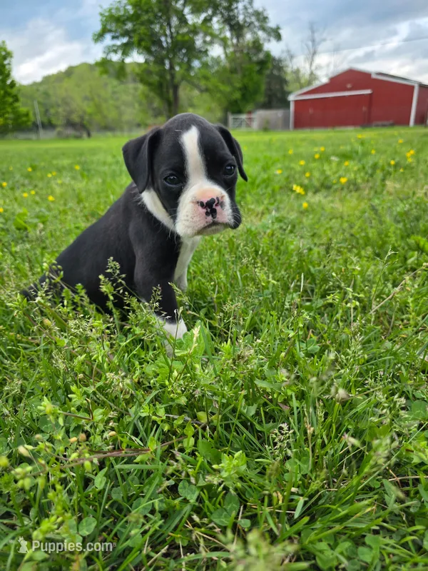 Jax – Boxer puppy for sale in Crane, MO