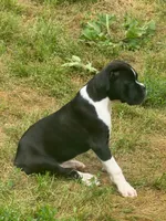 Henry, a male Boxer for sale in Crane, MO – 2 of 3