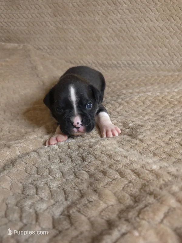 Henry – Boxer puppy for sale in Crane, MO