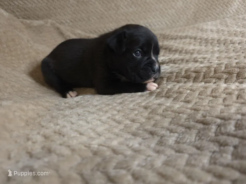 Goose – Boxer puppy for sale in Crane, MO