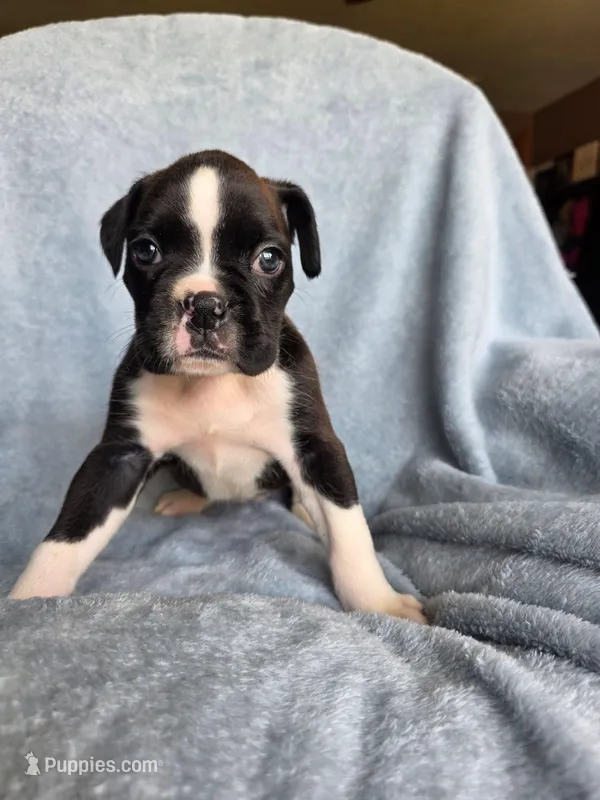Dolly – Boxer puppy for sale in Crane, MO
