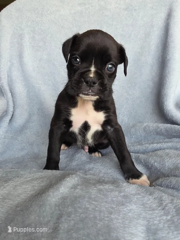 Goose – Boxer puppy for sale in Crane, MO