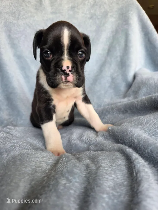 Henry – Boxer puppy for sale in Crane, MO