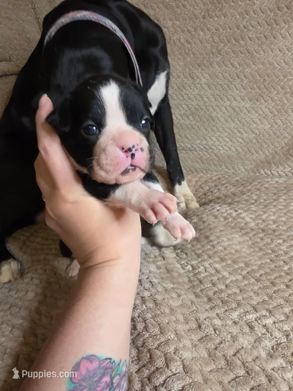 Jax – Boxer puppy for sale in Crane, MO