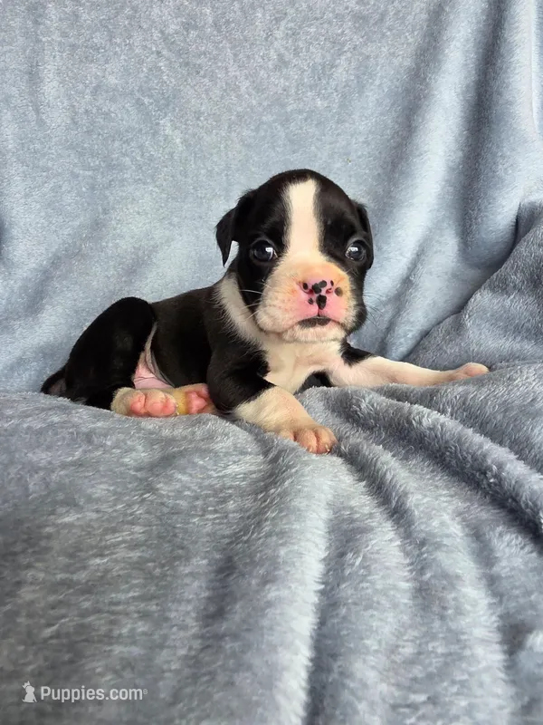 Jax – Boxer puppy for sale in Crane, MO