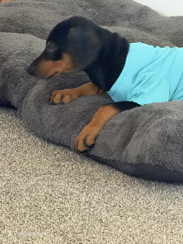 Zora – Doberman Pinscher puppy for sale in Barberton, OH